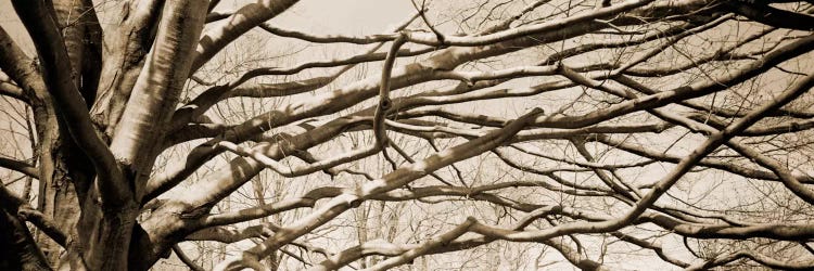 Low angle view of a bare tree 2 by Panoramic Images wall art