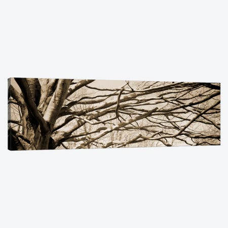 Low angle view of a bare tree 2 Canvas Print #PIM11216} by Panoramic Images Canvas Art Print