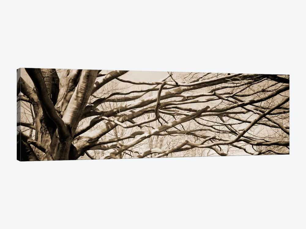 Low angle view of a bare tree 2 by Panoramic Images 1-piece Canvas Art