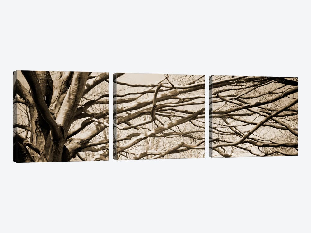 Low angle view of a bare tree 2 by Panoramic Images 3-piece Canvas Art