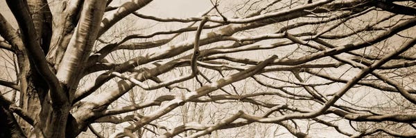 Tree Close-Ups: Low angle view of a bare tree 2 by Panoramic Images