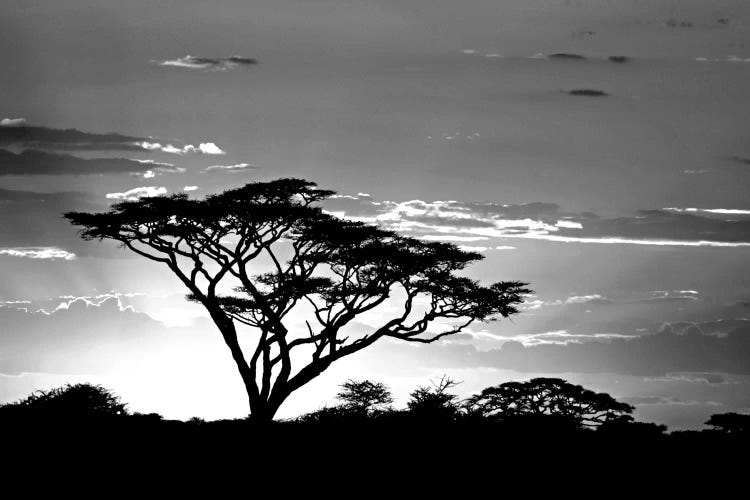 Silhouette of trees in a field, Ngorongoro Conservation Area, Arusha Region, Tanzania