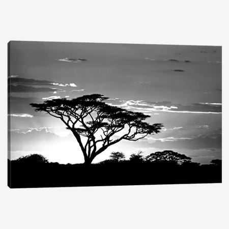 Silhouette of trees in a field, Ngorongoro Conservation Area, Arusha Region, Tanzania Canvas Print #PIM11219} by Panoramic Images Canvas Artwork