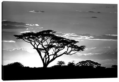 Silhouette of trees in a field, Ngorongoro Conservation Area, Arusha Region, Tanzania Canvas Art Print - Africa Art
