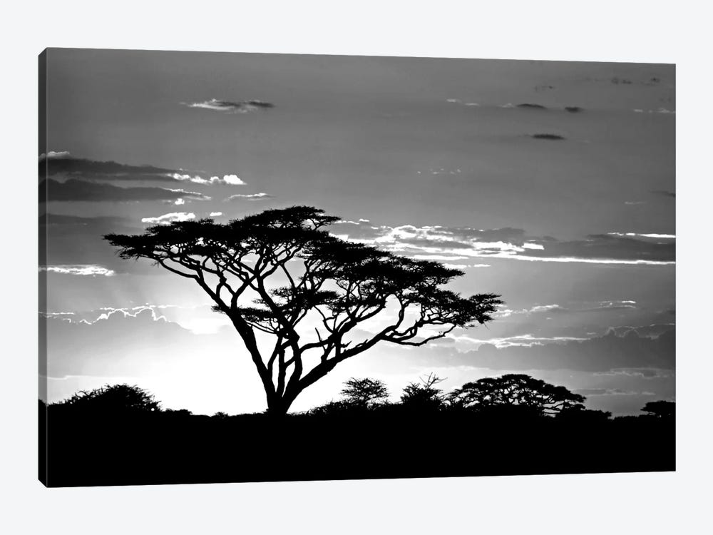 Silhouette of trees in a field, Ngorongoro Conservation Area, Arusha Region, Tanzania by Panoramic Images 1-piece Canvas Print