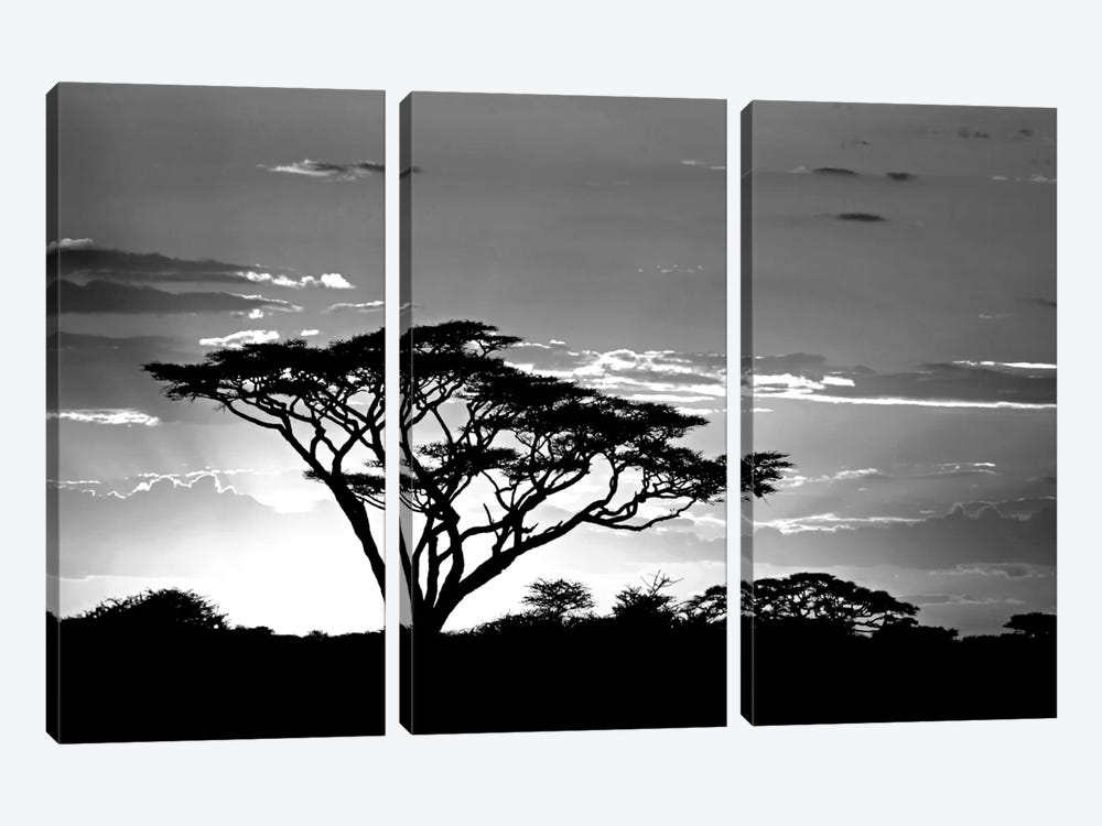 Silhouette of trees in a field, Ngorongoro Conservation Area, Arusha Region, Tanzania by Panoramic Images 3-piece Art Print