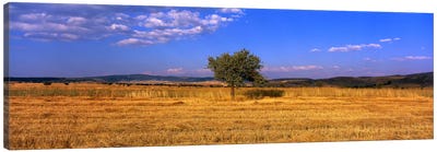 Wheat Field Central Anatolia Turkey Canvas Art Print - Field, Grassland & Meadow Art