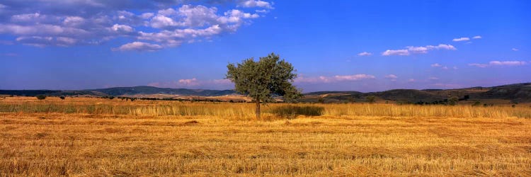 Wheat Field Central Anatolia Turkey