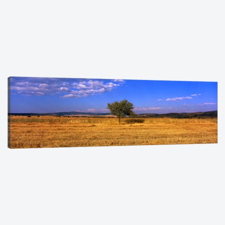 Wheat Field Central Anatolia Turkey Canvas Print #PIM1129} by Panoramic Images Canvas Art