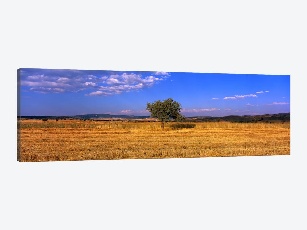 Wheat Field Central Anatolia Turkey by Panoramic Images 1-piece Canvas Wall Art