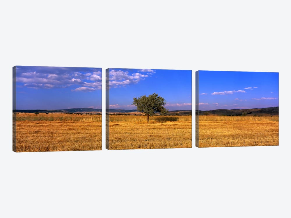 Wheat Field Central Anatolia Turkey by Panoramic Images 3-piece Canvas Artwork