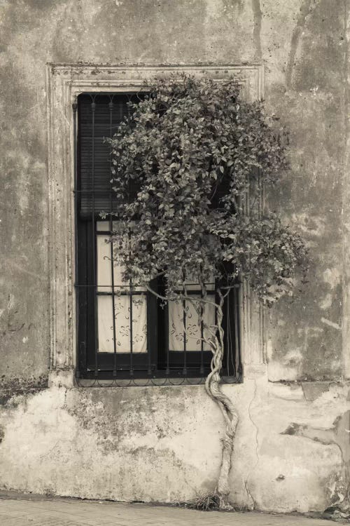 Tree in front of the window of a house, Calle San Jose, Colonia Del Sacramento, Uruguay by Panoramic Images wall art