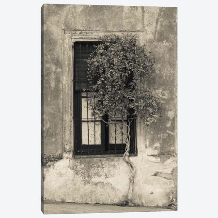 Tree in front of the window of a house, Calle San Jose, Colonia Del Sacramento, Uruguay Canvas Print #PIM11313} by Panoramic Images Canvas Art Print
