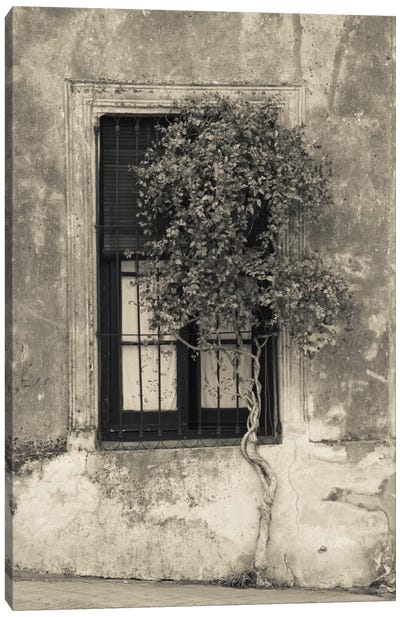 Tree in front of the window of a house, Calle San Jose, Colonia Del Sacramento, Uruguay Canvas Art Print - South America Art