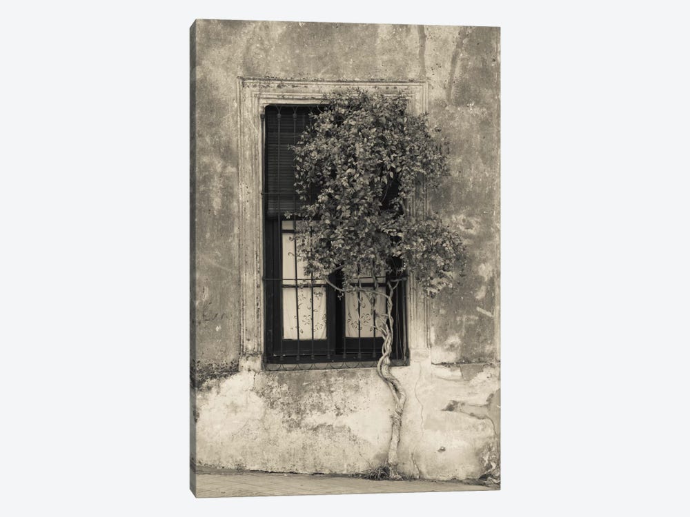 Tree in front of the window of a house, Calle San Jose, Colonia Del Sacramento, Uruguay by Panoramic Images 1-piece Canvas Artwork