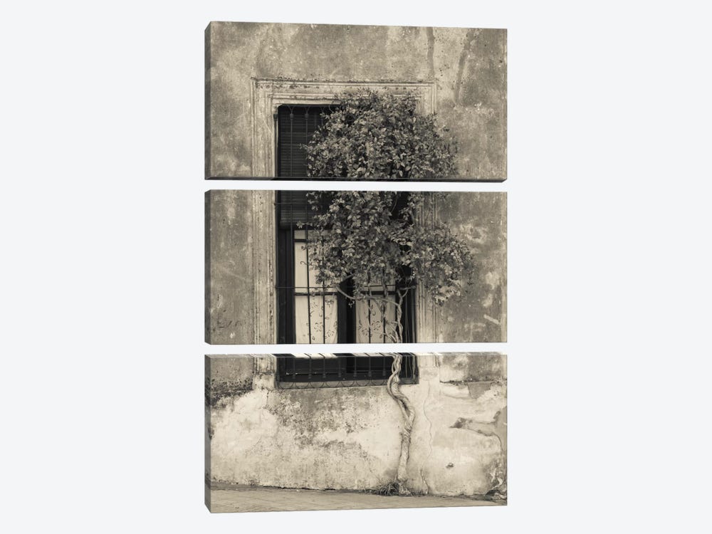 Tree in front of the window of a house, Calle San Jose, Colonia Del Sacramento, Uruguay by Panoramic Images 3-piece Canvas Wall Art