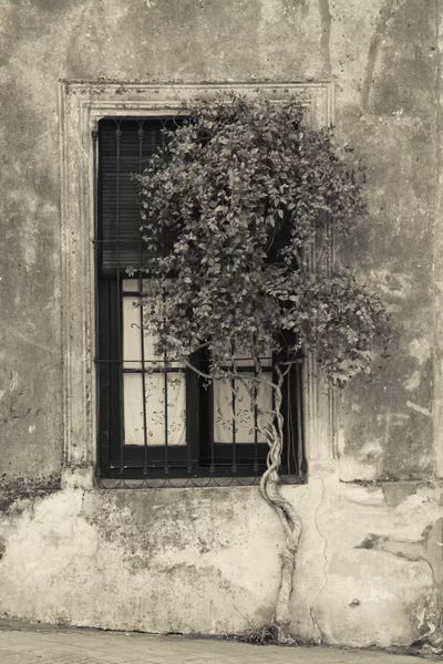 Tree in front of the window of a house, Calle San Jose, Colonia Del Sacramento, Uruguay