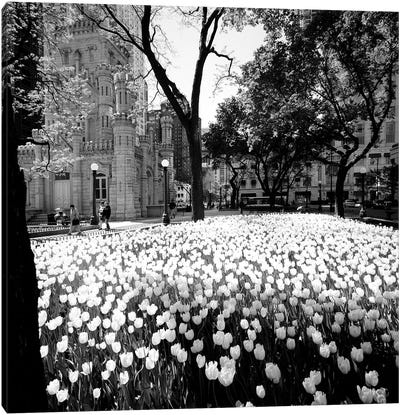 White tulips near a water tower, Chicago Water Tower, Michigan Avenue, Chicago, Cook County, Illinois, USA Canvas Art Print - Tulip Art