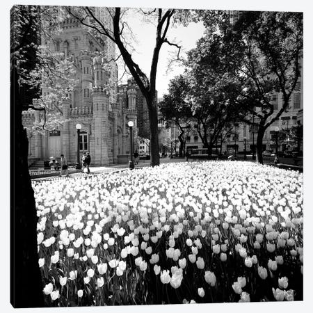 White tulips near a water tower, Chicago Water Tower, Michigan Avenue, Chicago, Cook County, Illinois, USA Canvas Print #PIM11327} by Panoramic Images Art Print