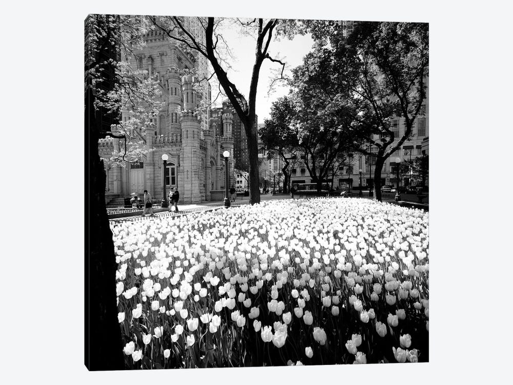 White tulips near a water tower, Chicago Water Tower, Michigan Avenue, Chicago, Cook County, Illinois, USA by Panoramic Images 1-piece Art Print