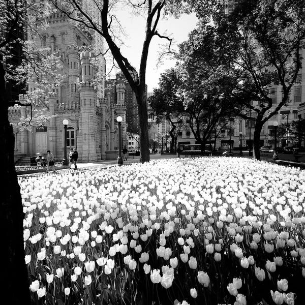 Chicago: White tulips near a water tower, Chicago Water Tower, Michigan Avenue, Chicago, Cook County, Illinois, USA by Panoramic Images