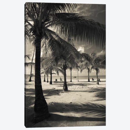 Palm trees on the beach, Playa Luquillo Beach, Luquillo, Puerto Rico Canvas Print #PIM11543} by Panoramic Images Canvas Art