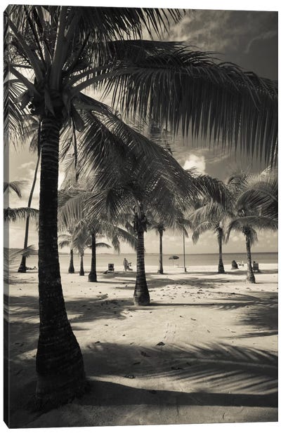 Palm trees on the beach, Playa Luquillo Beach, Luquillo, Puerto Rico Canvas Art Print - 3-Piece Beaches