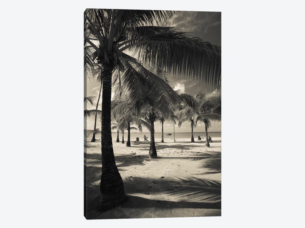 Palm trees on the beach, Playa Luquillo Beach, Luquillo, Puerto Rico by Panoramic Images 1-piece Canvas Art Print