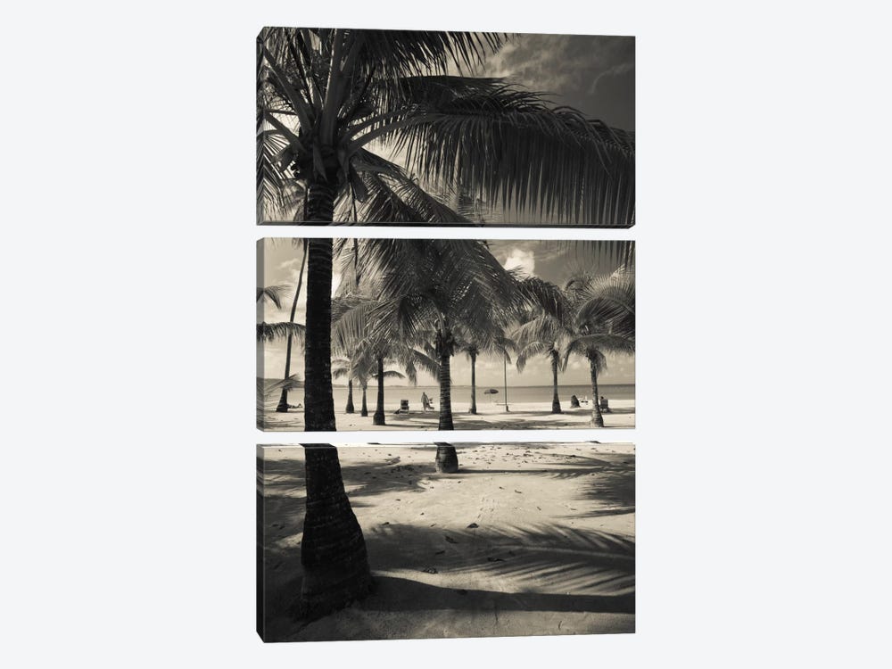Palm trees on the beach, Playa Luquillo Beach, Luquillo, Puerto Rico by Panoramic Images 3-piece Canvas Print