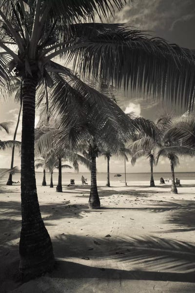 Panoramic Images: Palm trees on the beach, Playa Luquillo Beach, Luquillo, Puerto Rico by Panoramic Images