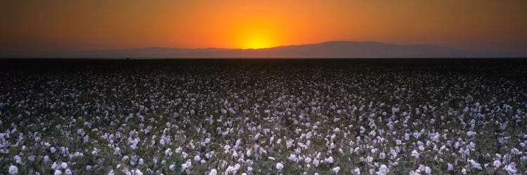 Cotton Field At Dusk, San Joaquin Valley, California, USA