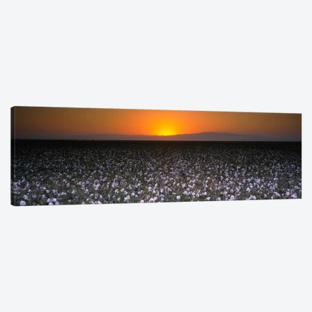 Cotton Field At Dusk, San Joaquin Valley, California, USA Canvas Print #PIM1160} by Panoramic Images Canvas Art