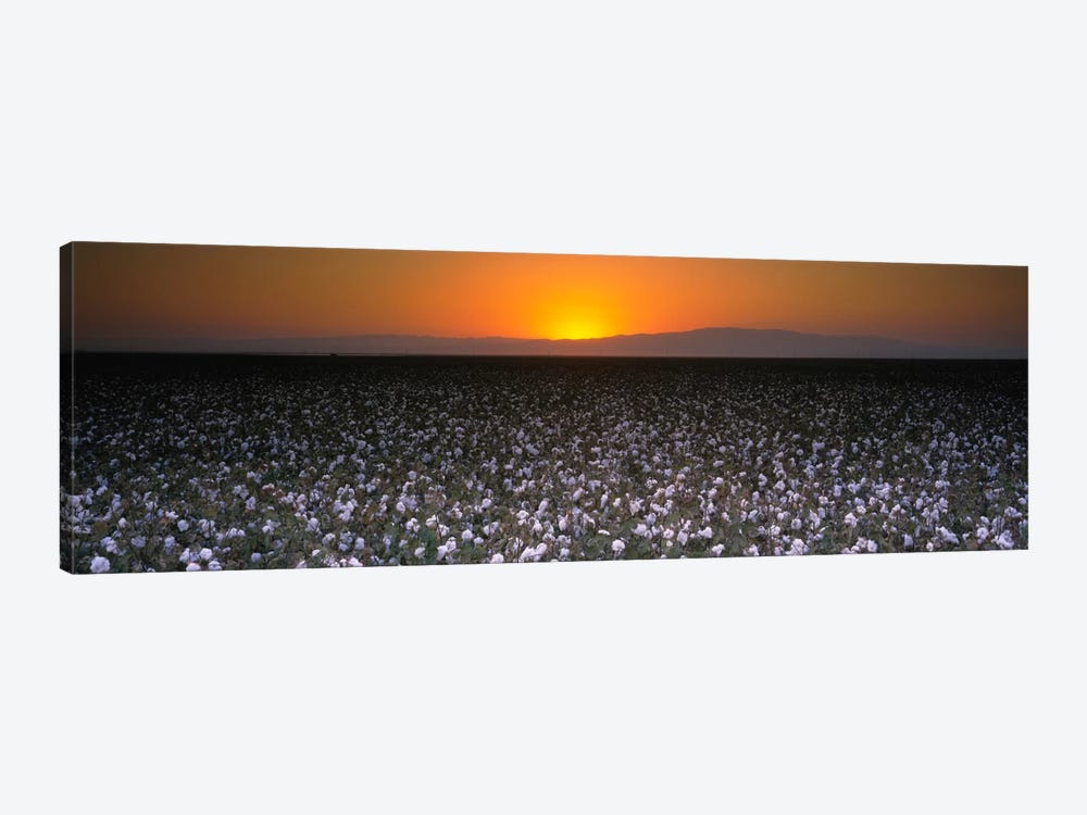Cotton Field At Dusk, San Joaquin Valley, California, USA by Panoramic Images 1-piece Canvas Print
