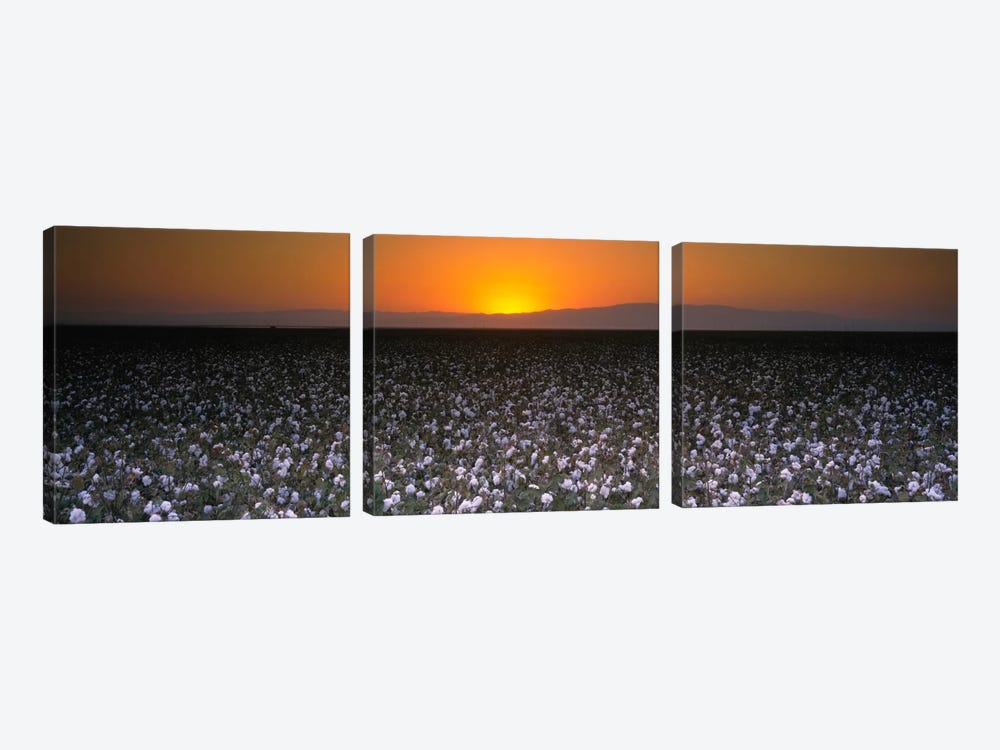 Cotton Field At Dusk, San Joaquin Valley, California, USA by Panoramic Images 3-piece Art Print