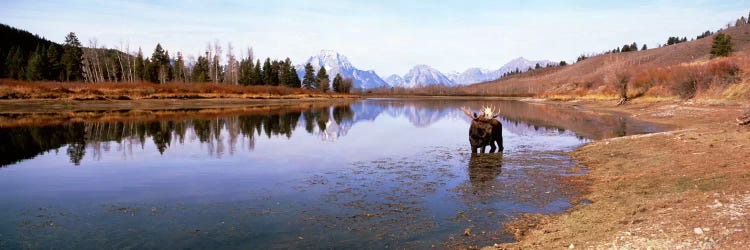 Bull Moose Grand Teton National Park WY USA