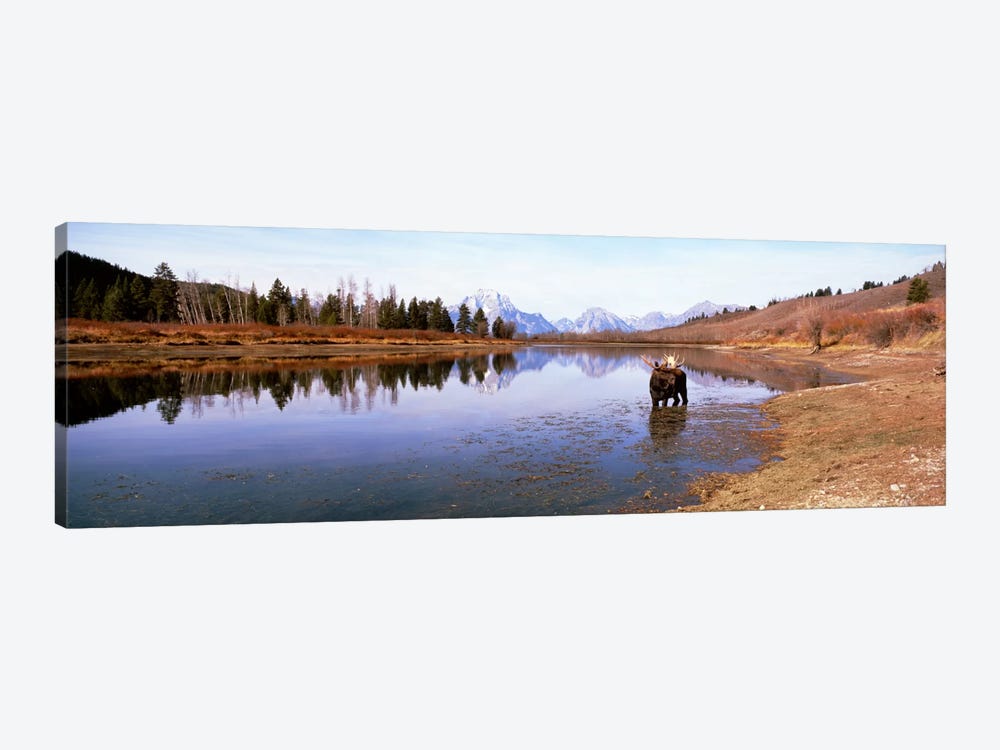 Bull Moose Grand Teton National Park WY USA by Panoramic Images 1-piece Canvas Artwork