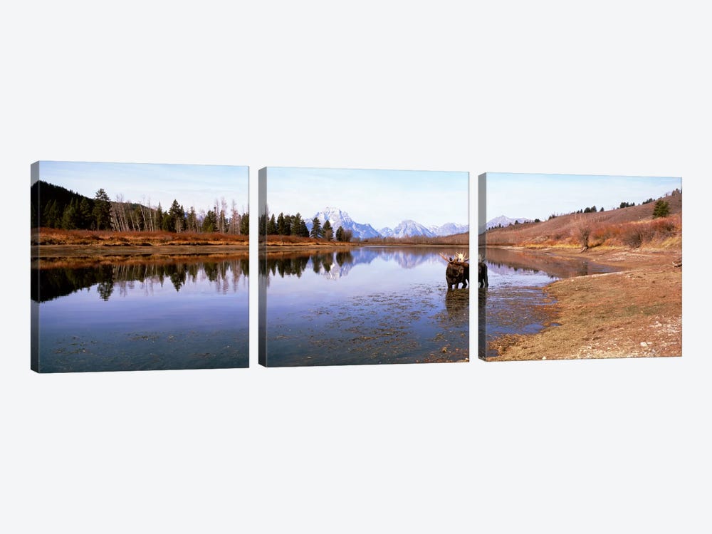 Bull Moose Grand Teton National Park WY USA by Panoramic Images 3-piece Canvas Artwork