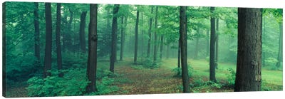 Chestnut Ridge Park, Orchard Park, New York State, USA Canvas Art Print - Wilderness Art