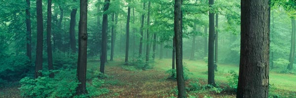 Wilderness: Chestnut Ridge Park, Orchard Park, New York State, USA by Panoramic Images