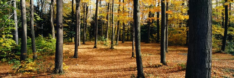 Chestnut Ridge Park Orchard Park NY USA