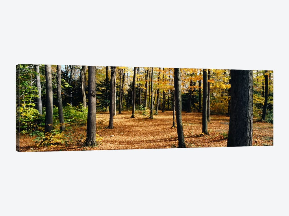Chestnut Ridge Park Orchard Park NY USA by Panoramic Images 1-piece Canvas Art Print