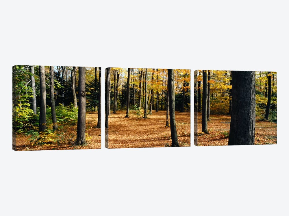 Chestnut Ridge Park Orchard Park NY USA by Panoramic Images 3-piece Canvas Art Print