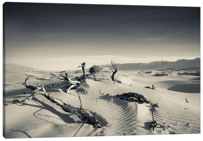 Sand dunes and Trees in a desert, Mesquite Flat Sand Dunes, Death Valley National Park, Inyo County, California, USA Canvas Art Print - Death Valley National Park Art