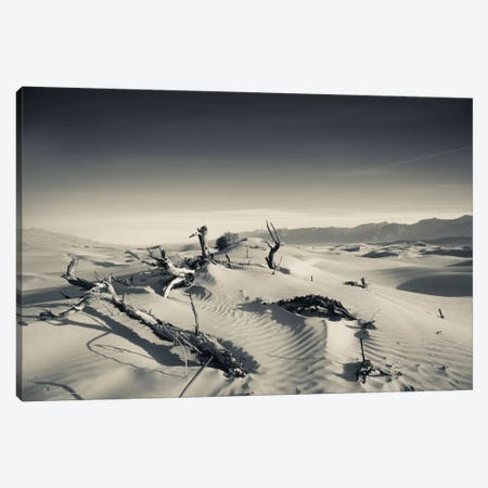 Sand dunes and Trees in a desert, Mesquite Flat Sand Dunes, Death Valley National Park, Inyo County, California, USA Canvas Print #PIM11684} by Panoramic Images Canvas Wall Art