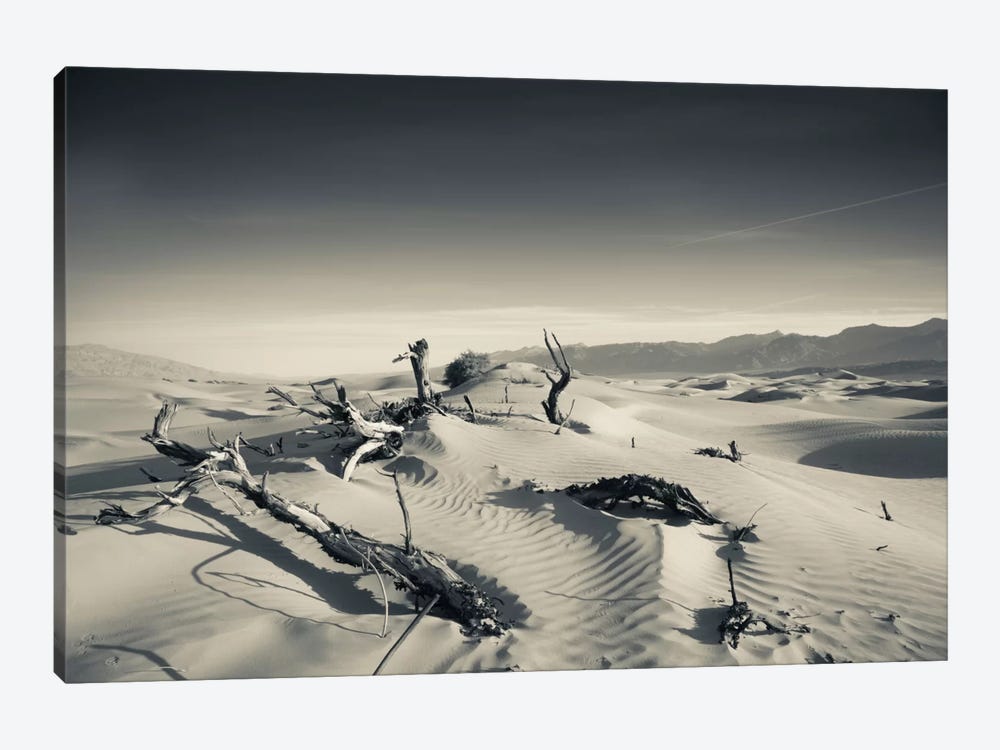 Sand dunes and Trees in a desert, Mesquite Flat Sand Dunes, Death Valley National Park, Inyo County, California, USA by Panoramic Images 1-piece Canvas Art