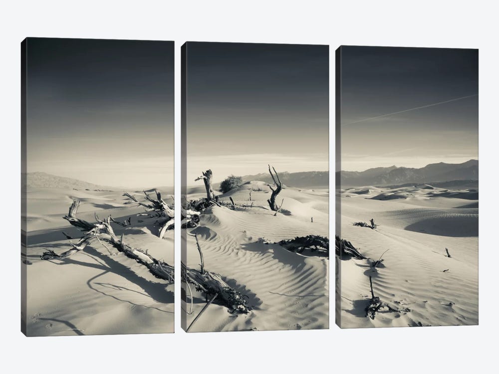Sand dunes and Trees in a desert, Mesquite Flat Sand Dunes, Death Valley National Park, Inyo County, California, USA by Panoramic Images 3-piece Canvas Artwork