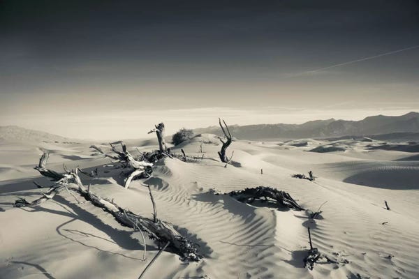 Death Valley National Park: Sand dunes and Trees in a desert, Mesquite Flat Sand Dunes, Death Valley National Park, Inyo County, California, USA by Panoramic Images
