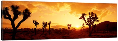 Sunset Joshua Tree Park, California, USA Canvas Art Print - Nature Panoramics