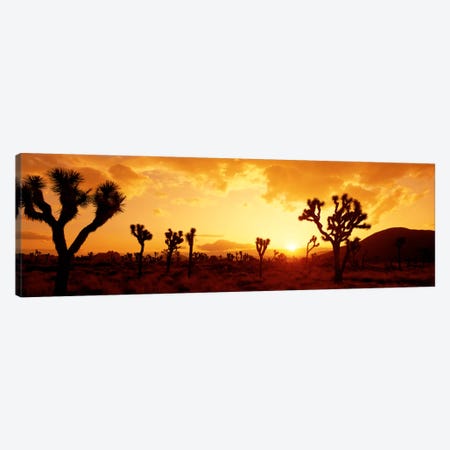 Sunset Joshua Tree Park, California, USA Canvas Print #PIM116} by Panoramic Images Art Print