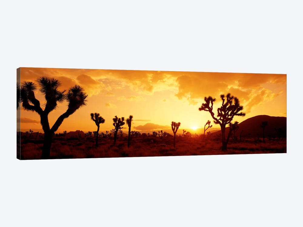 Sunset Joshua Tree Park, California, USA by Panoramic Images 1-piece Canvas Artwork